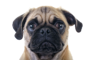 Sad pug puppy: too much animal violence in office jargon